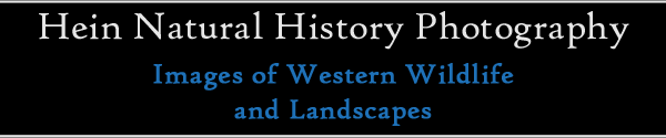 Hein Natural History Photography - Images of Western Wildlife and Landscapes